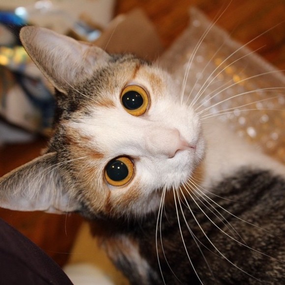 Meet your Posher, Laura - Picture 1 of 1